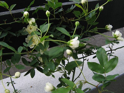 s-090420.jpg