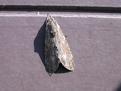ڤߤʲ