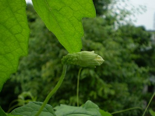 s-100705 (5).jpg