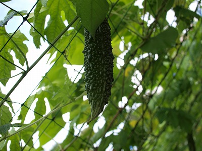 s-110802 (1).jpg