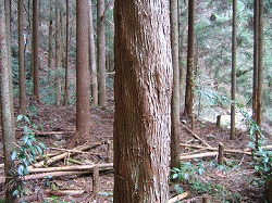 s-080208 (8).jpg