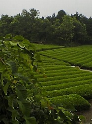 m-お茶畑.jpg m-お茶畑.jpg