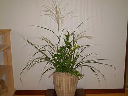 y-080916すすき.jpg y-080916すすき.jpg