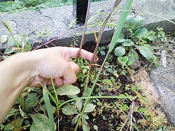 y-080925Ĥ.jpg