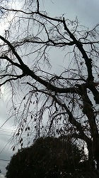 m-200811251257000.jpg