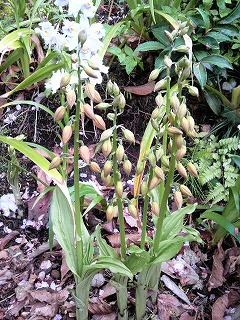 m-P1000192.jpg