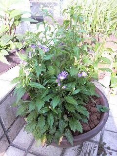 m-P1000195.jpg