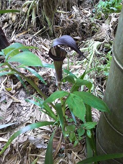 m-P1000212.jpg
