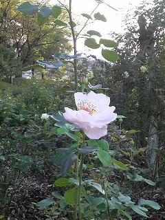 m-֥ 012.jpg