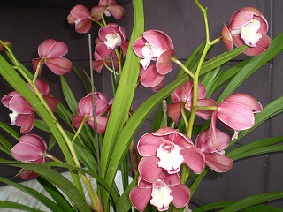 y-10012롼ޥå2.jpg