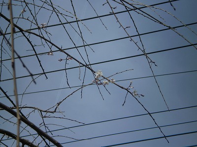 y-100315.jpg