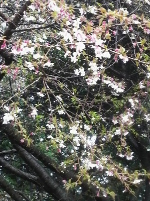 m-P1000508.jpg