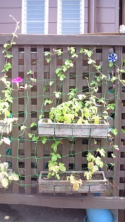 y-110819あさがお１.jpg