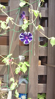 y-110819あさがお２.jpg