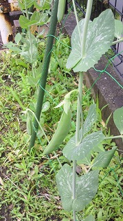 y-120608ɥ.jpg