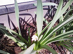 y-20080319.jpg