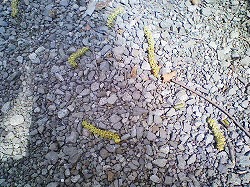 y-20080325.jpg