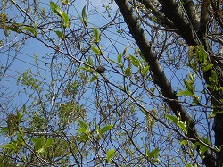 y-20080328Ϥβ.jpg