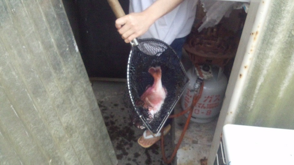 地鎮祭の鯛は生かしておいて