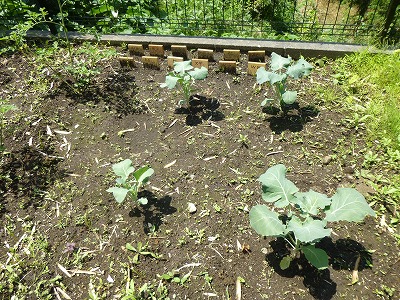 へなちょこ家庭菜園