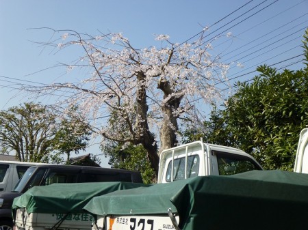 y-150325桜(1)