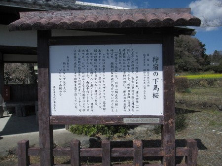 狩宿の下馬桜