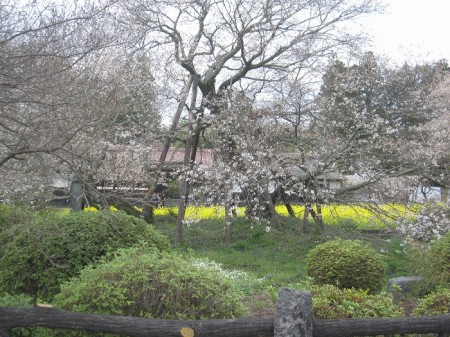 狩宿の下馬桜２