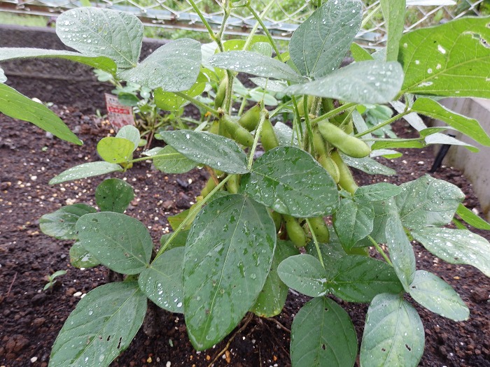 我が家のミニ菜園 ジャガイモの収穫