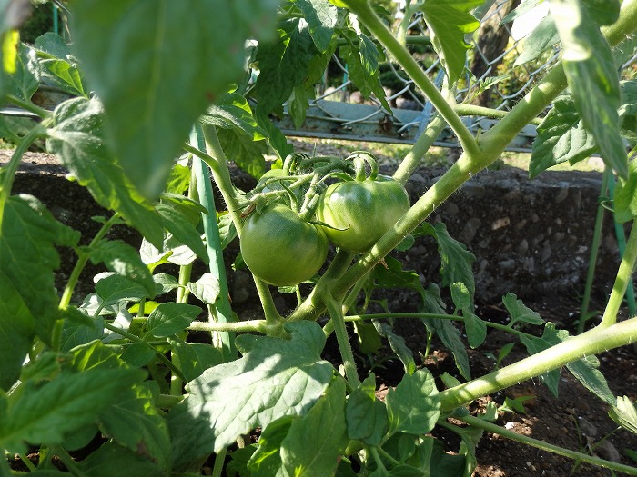 我が家のミニ菜園　?