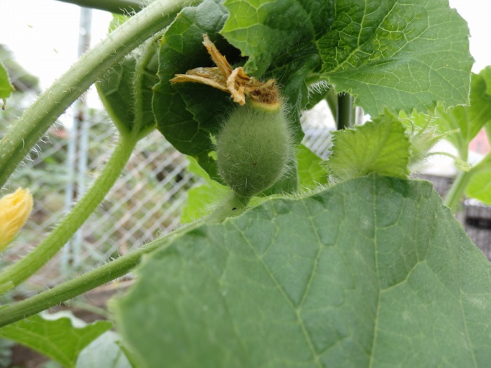 我が家のミニ菜園　?