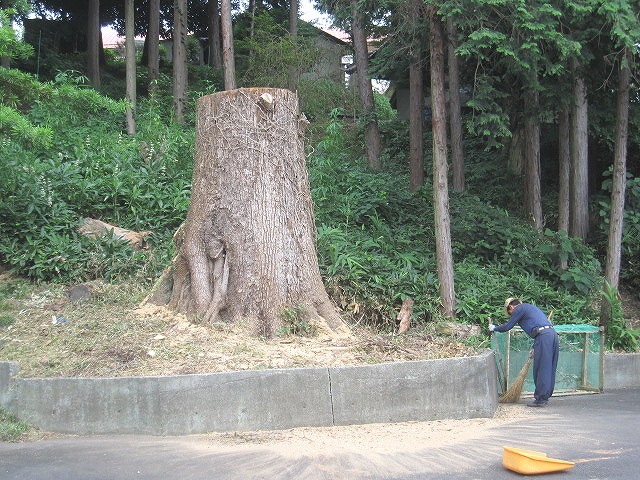巨木伐採
