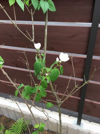 モデルハウスのお花