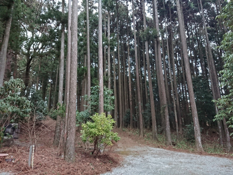 またもや 杉 … そして花粉症