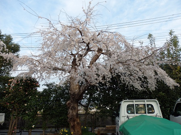 あんまり好きじゃないけど、お花見