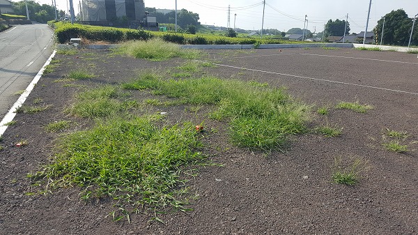 地鎮祭の前に草取り