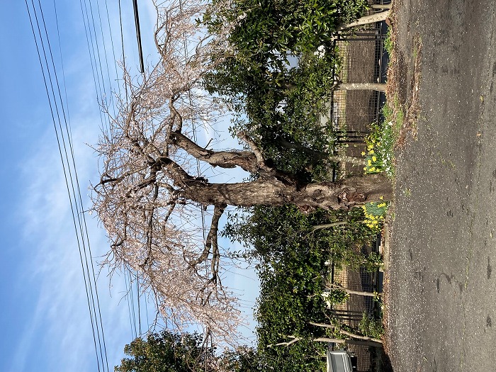 マクスの枝垂れ桜も満開！