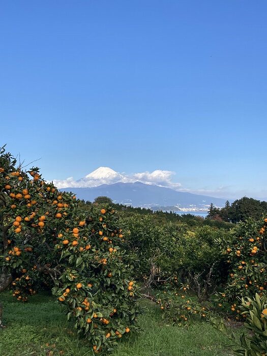 久しぶりのみかん山