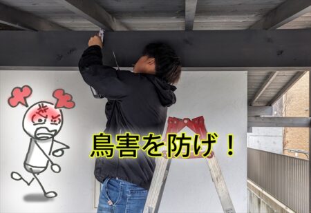 鳥の糞害を防ぐ方法を考える