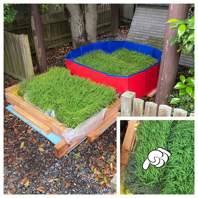 早く田植えしたいっ