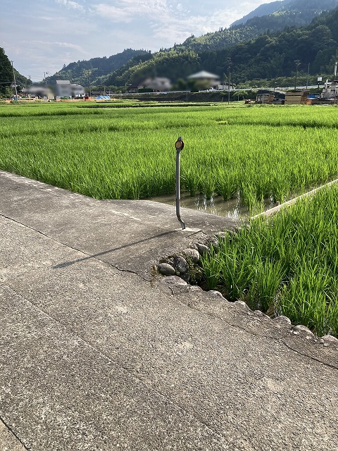 青い田んぼを見ていると