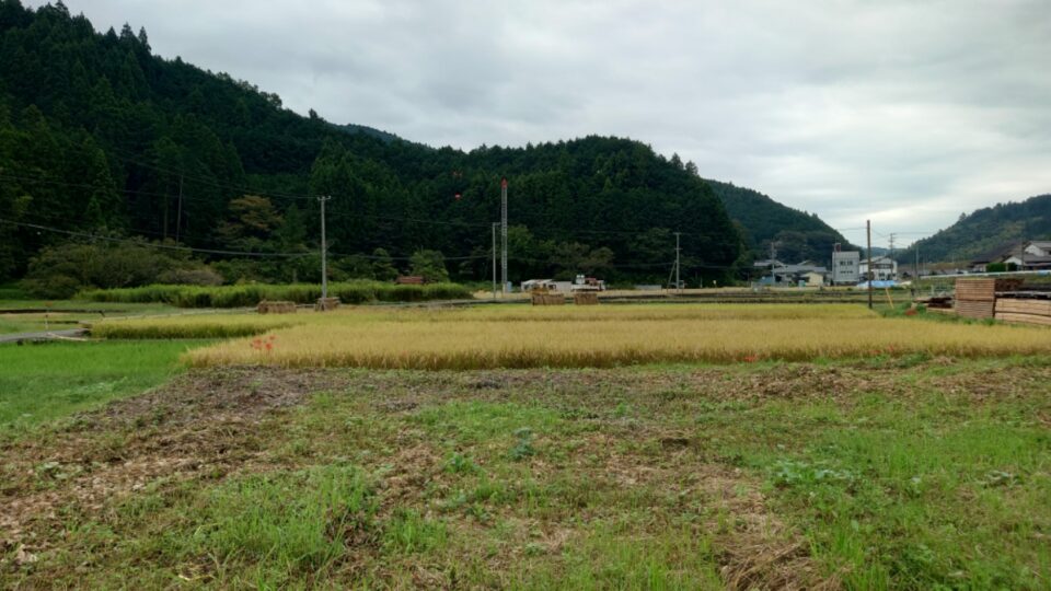 稲刈り！