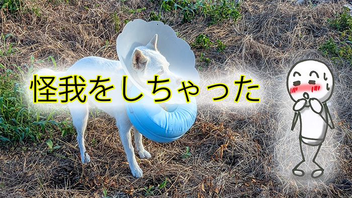 ケガをしちゃったの