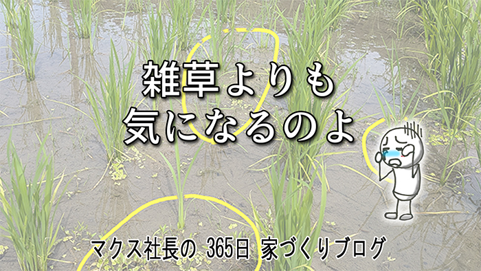 苗も順調、雑草も順調（汗）。そして「アレ」との果てしない戦いが幕を開ける…