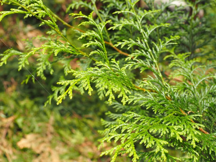 天竜の森 桧