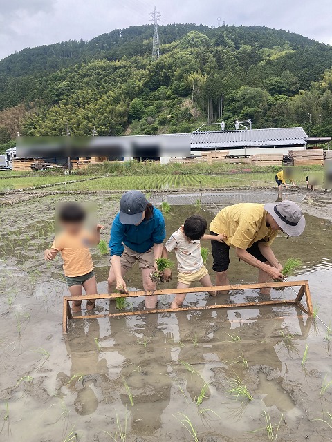 田んぼで、大人と子どもたちが一緒に泥だらけになりながら田植えをしている。